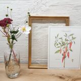 Sweet Pepper Botanical Plank