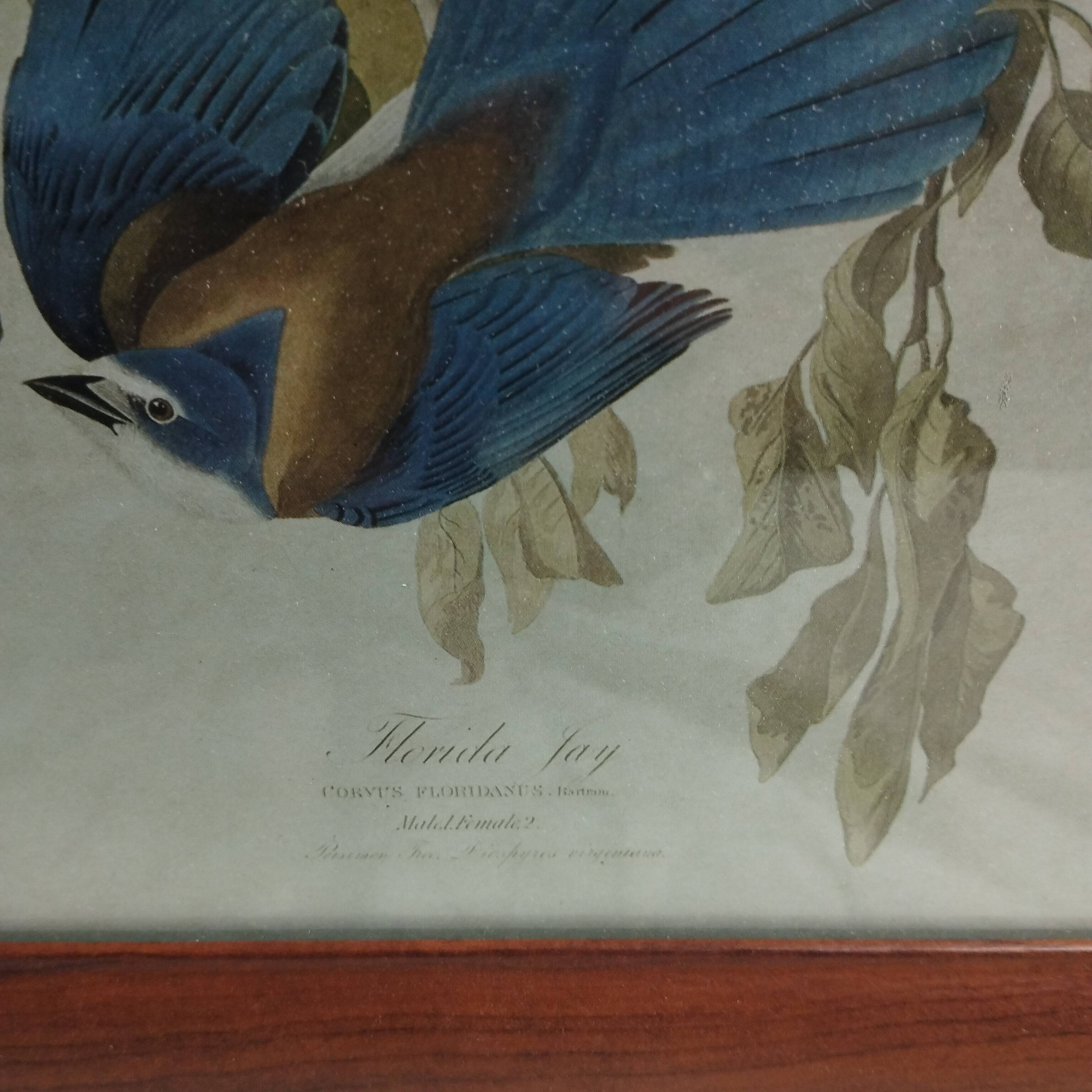 set of 3 reproductions of old illustrations by John James Audubon