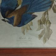 set of 3 reproductions of old illustrations by John James Audubon