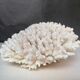 Corail authentique