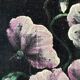 Vintage original velvet flower oil painting, pink flower still life art