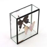 Display case with two butterflies, 1970s