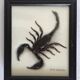 Scorpion naturalisé sous verre