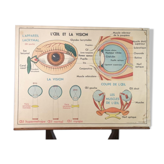 School anatomy poster