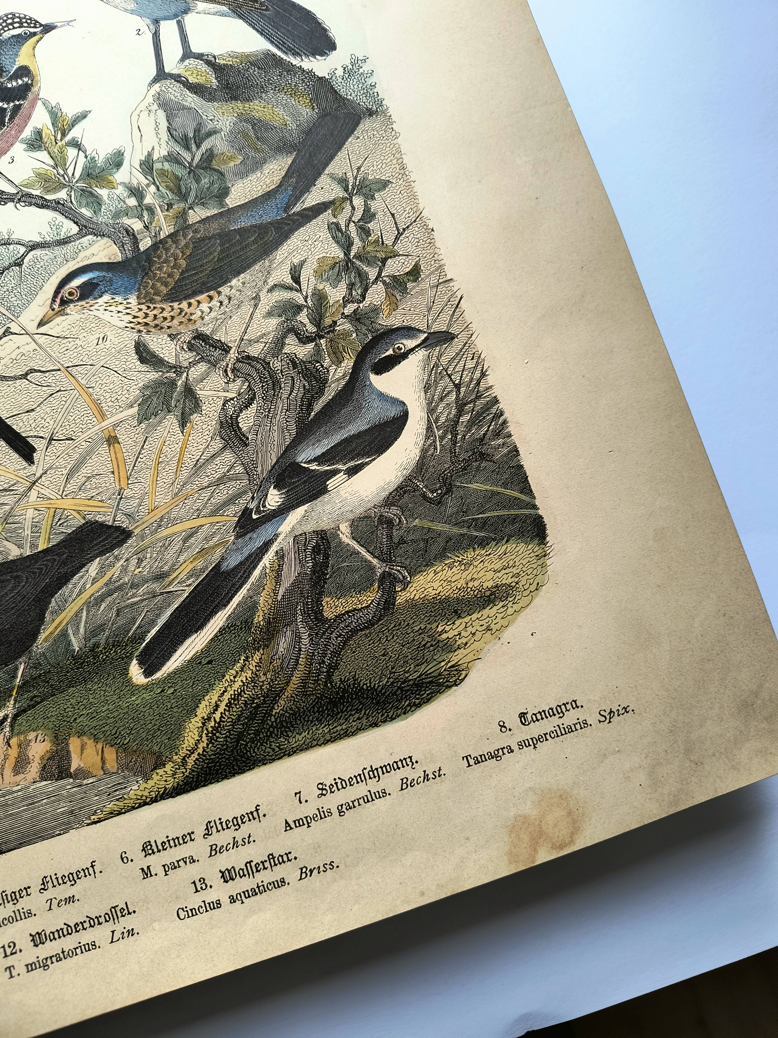 Large antique engraving, 1886 - Thrushes and European birds. Lithograph.