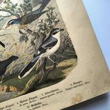 Large antique engraving, 1886 - Thrushes and European birds. Lithograph.