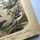 Large antique engraving, 1886 - Thrushes and European birds. Lithograph.