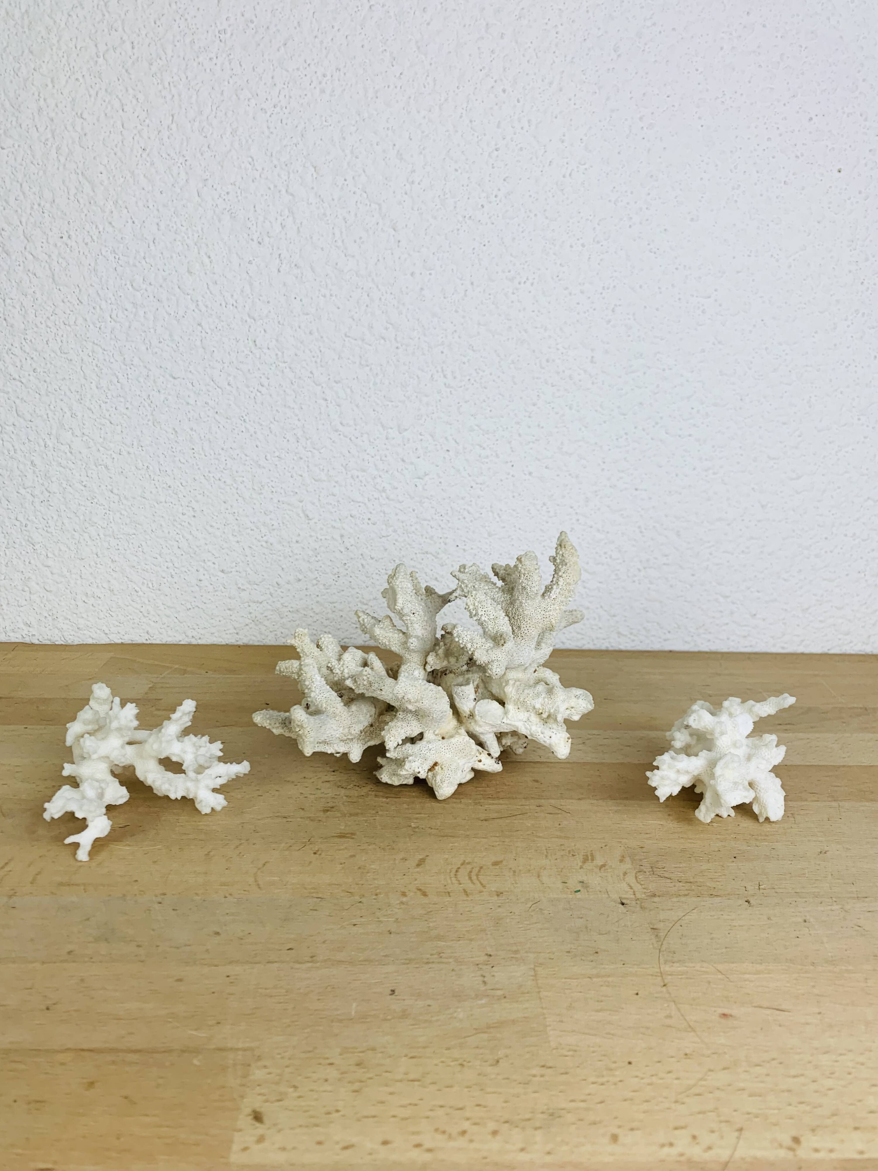 3 ancient white corals