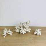 3 ancient white corals
