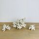 3 coraux blancs anciens