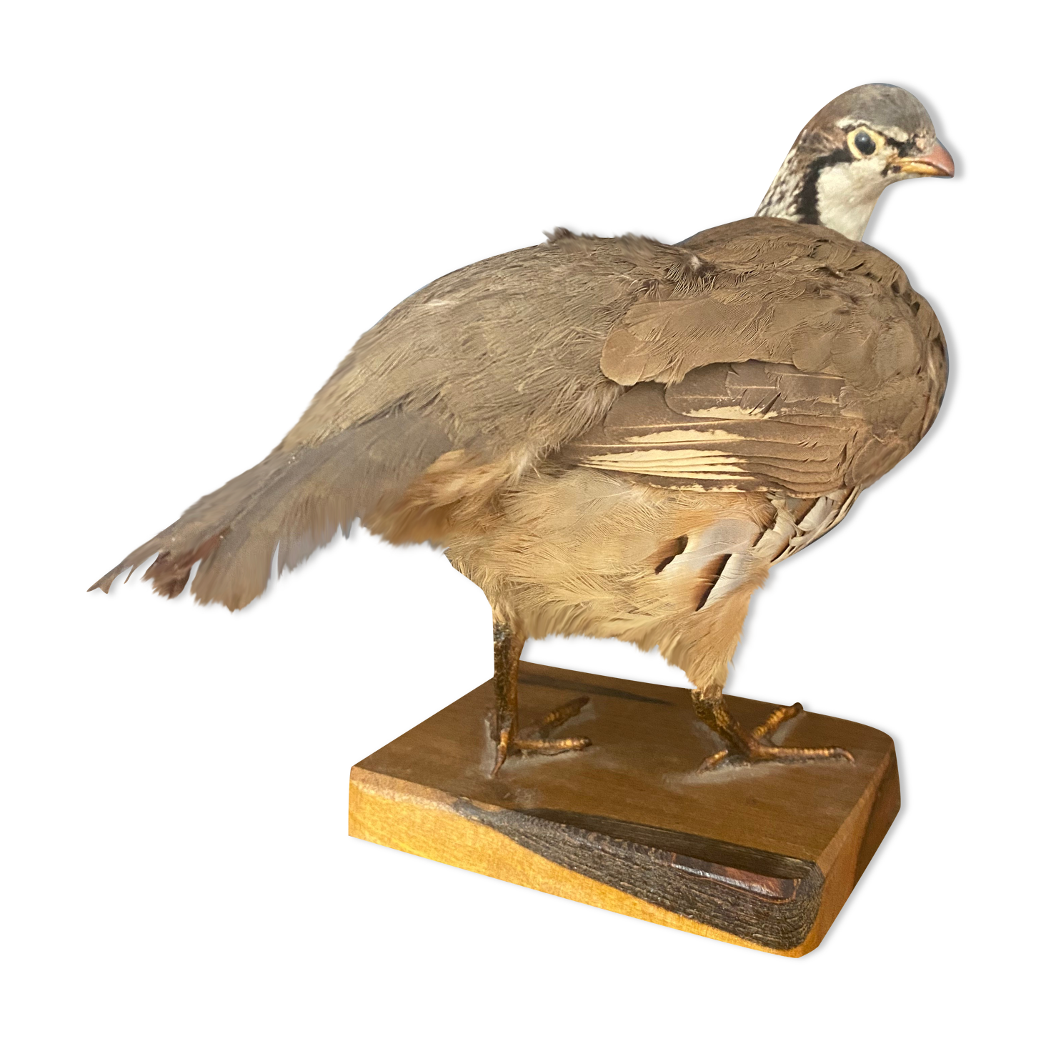 Stuffed/stuffed partridge