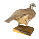Stuffed/stuffed partridge