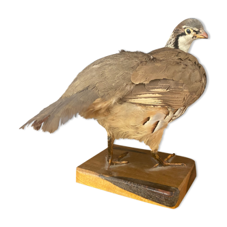 Stuffed/stuffed partridge