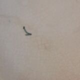 Plate slip thoughts late nineteenth Choisy le Roi