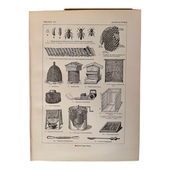 Lithographie sur l'apiculture - 1920