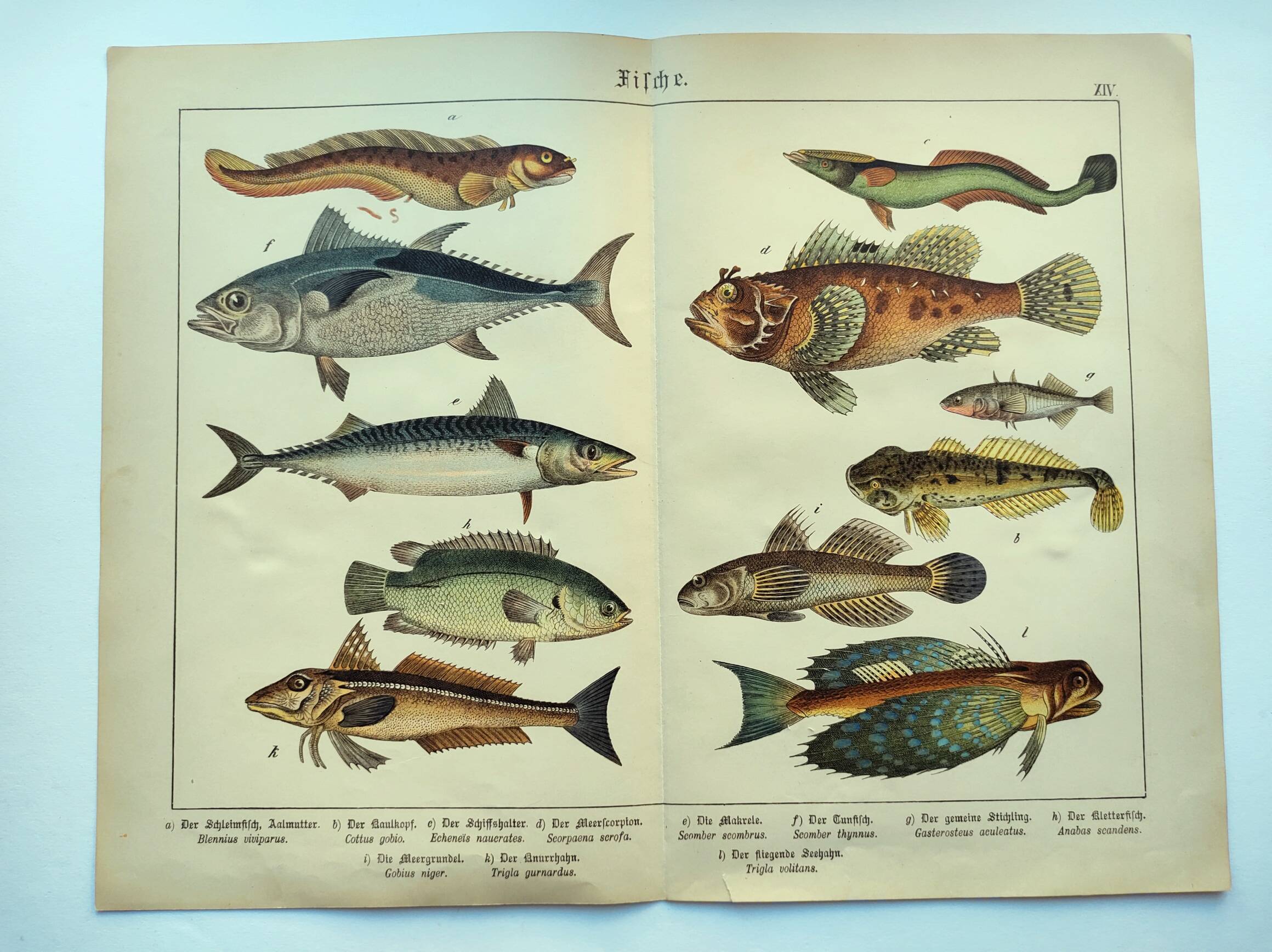 1898 Engraving - Fish - Tuna and Mackerel - Large Vintage Lithograph