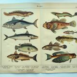 1898 Engraving - Fish - Tuna and Mackerel - Large Vintage Lithograph