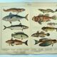 1898 Engraving - Fish - Tuna and Mackerel - Large Vintage Lithograph