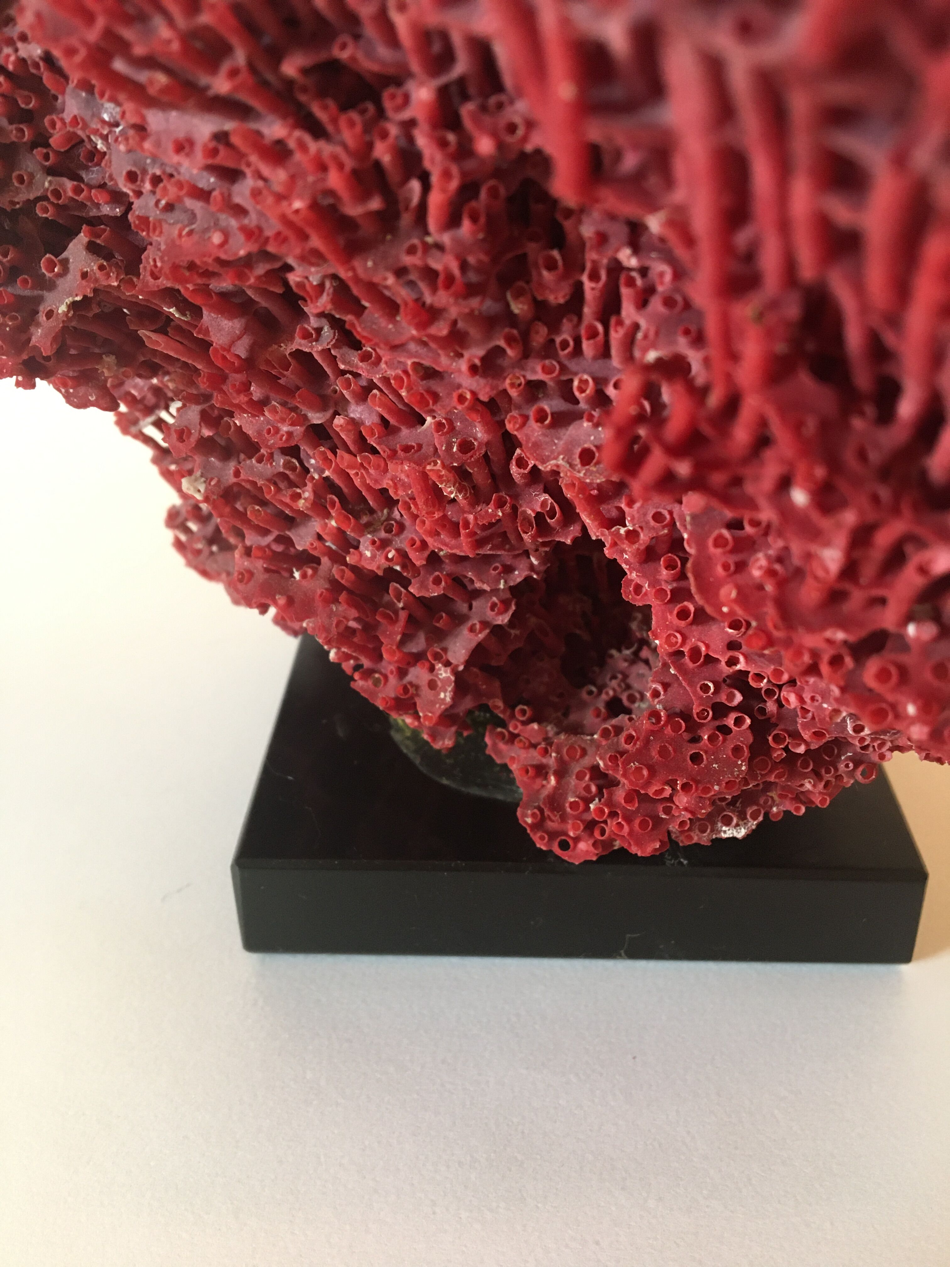 Corail rouge Tubipora Musica, années 70