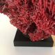 Corail rouge Tubipora Musica, années 70