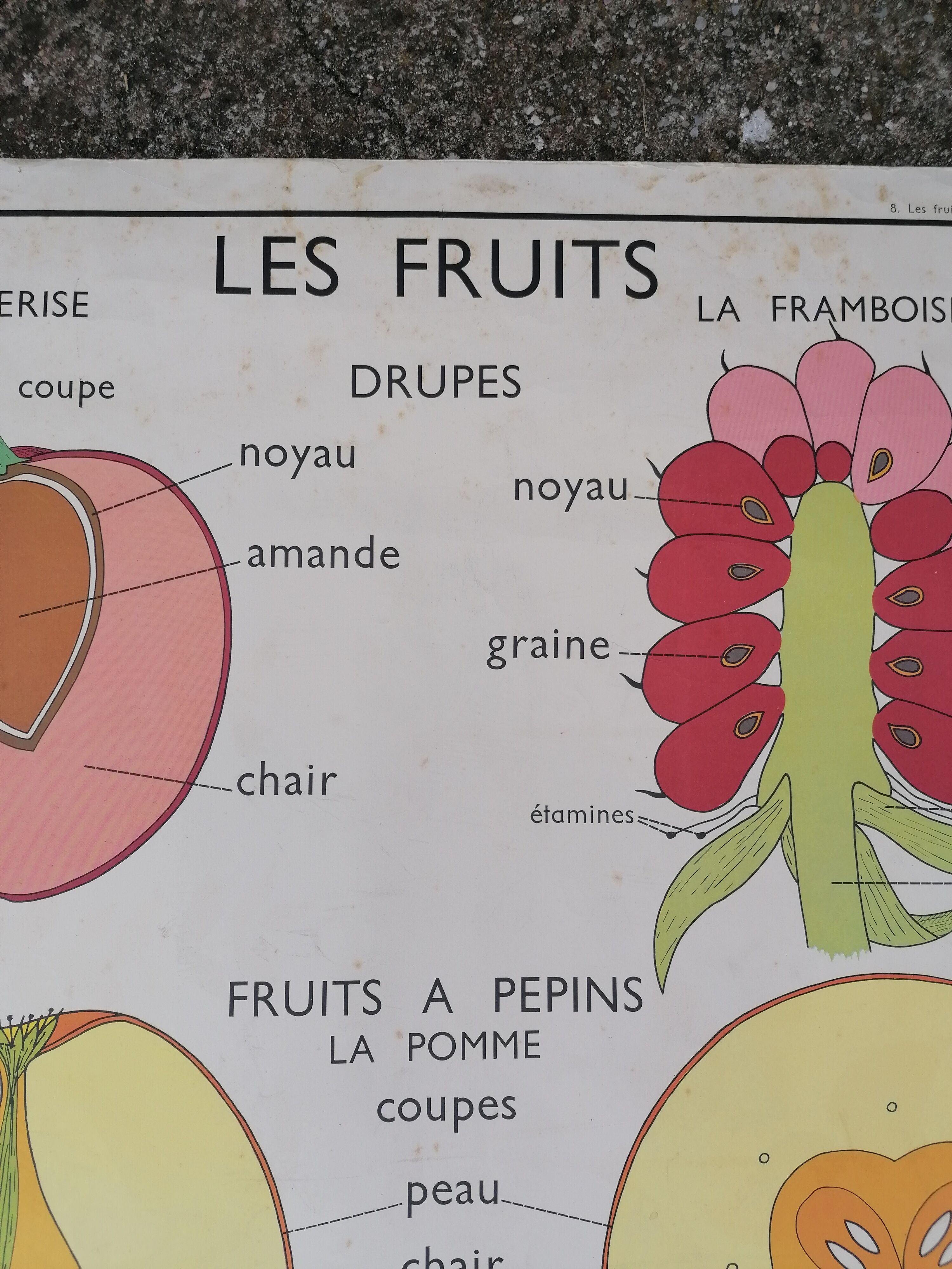 Rossignol educational poster: "Arrangement of leaves and fruits".
