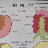 Rossignol educational poster: "Arrangement of leaves and fruits".
