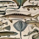 Lithograph on fish (stud) - 1900