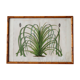 Cadre lithographie botanique plante exotique