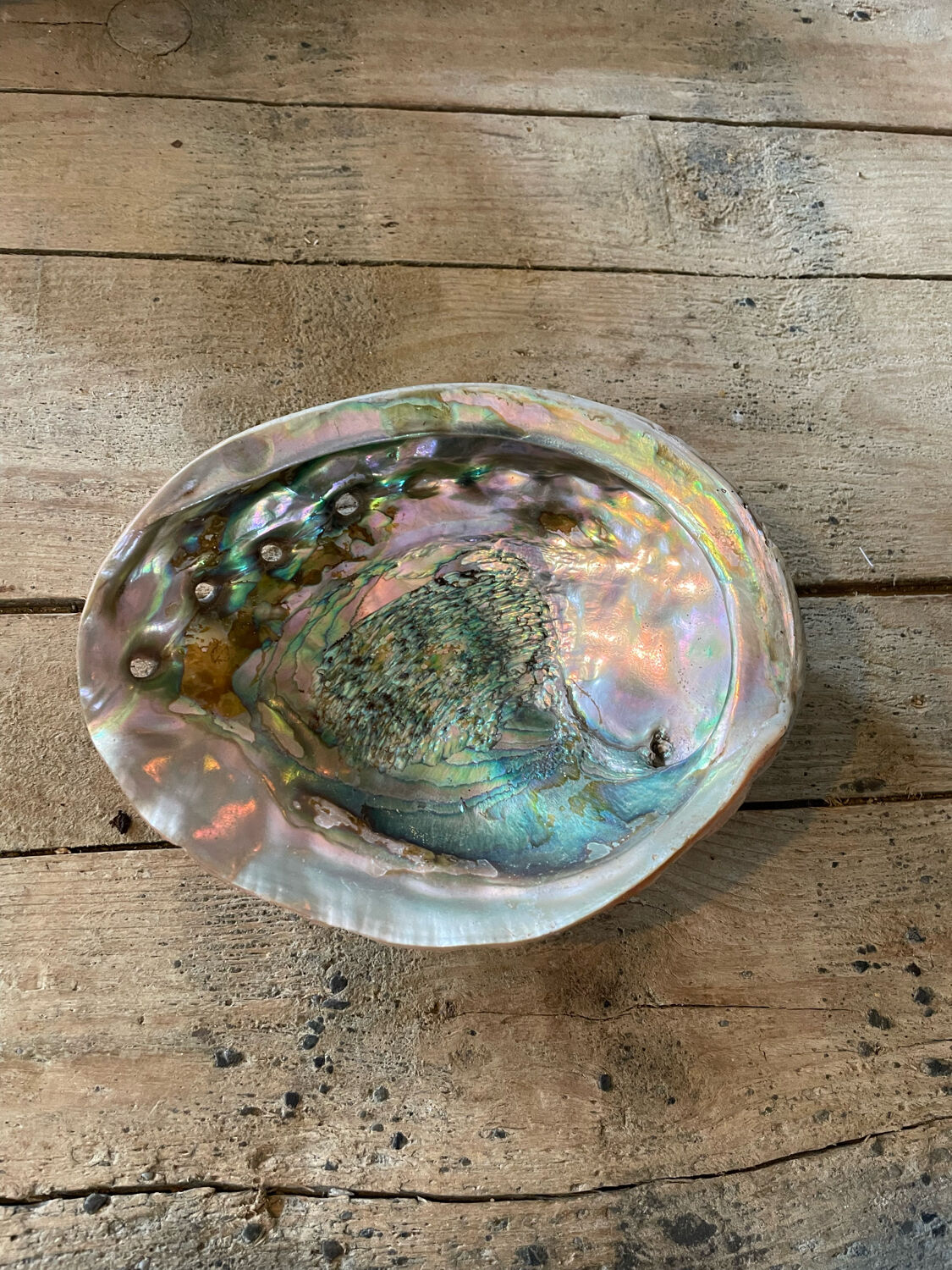 Coquille d'abalone coquille de nacre