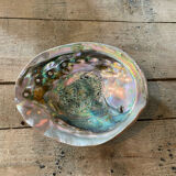Coquille d'abalone coquille de nacre