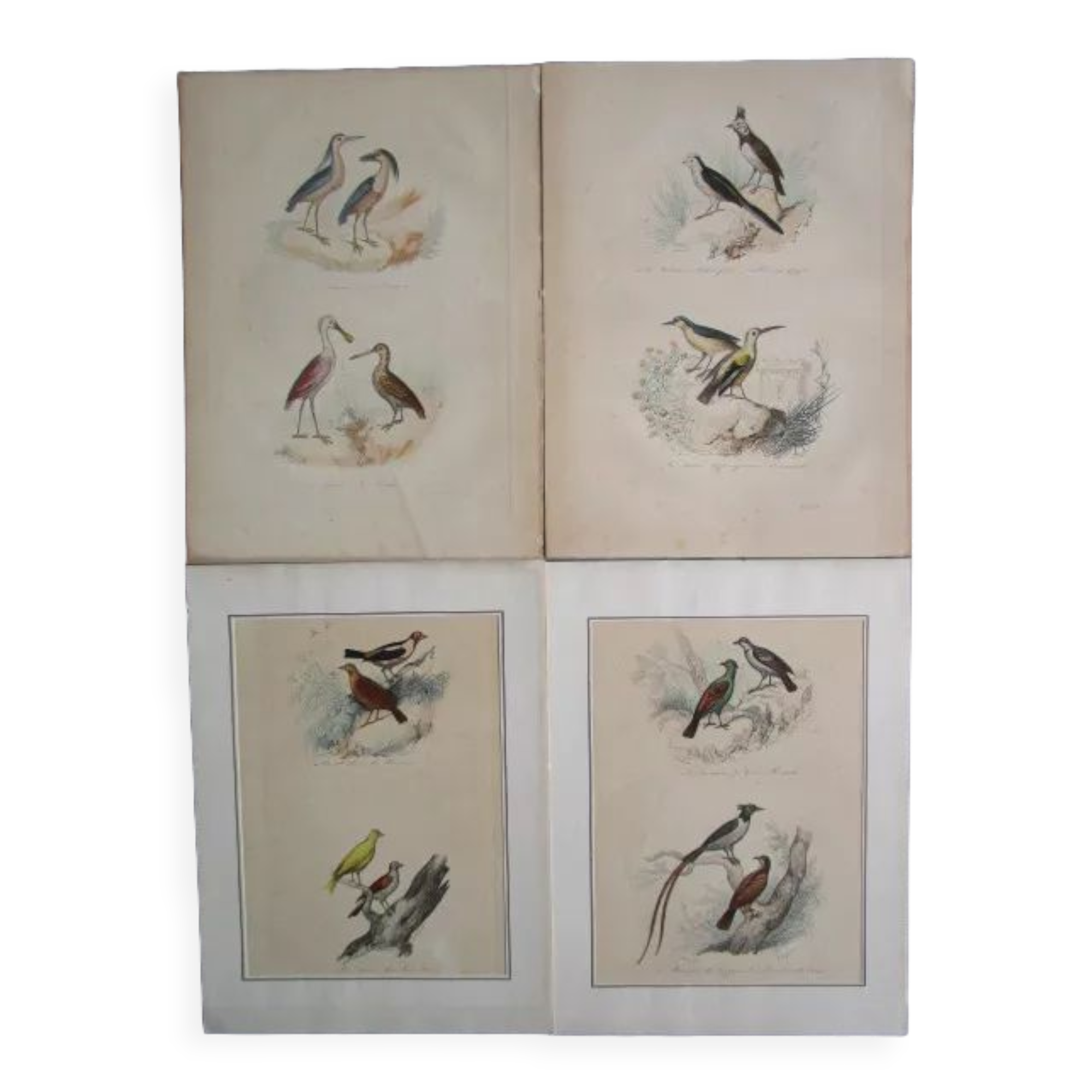 Set of 4 engravings of old birds to frame