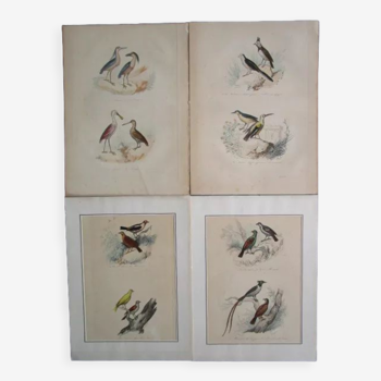 Set of 4 engravings of old birds to frame