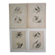 Set of 4 engravings of old birds to frame