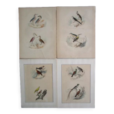 Set of 4 engravings of old birds to frame