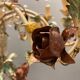Large Vintage Italian Tole Flower Chandelier with 12 Lights