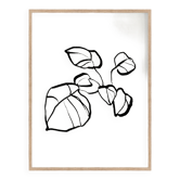 Botanical illustration