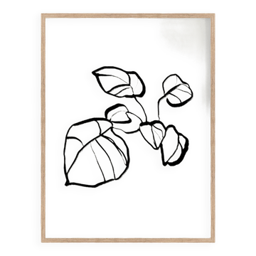 Botanical illustration