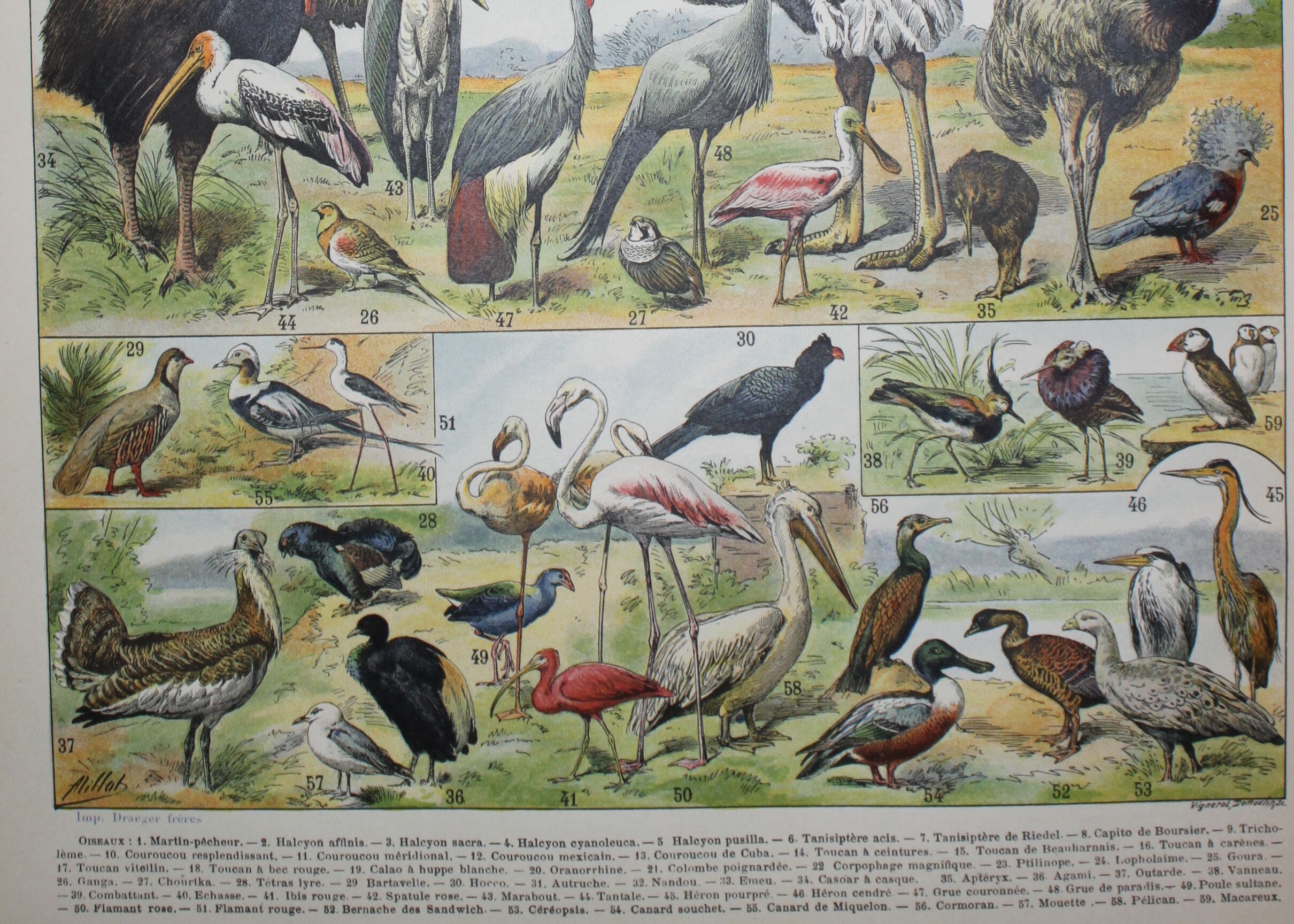 Lithograph • Birds 2, species, raptors • Original lithograph of 1898