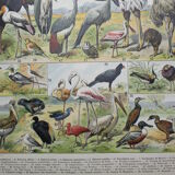 Lithograph • Birds 2, species, raptors • Original lithograph of 1898