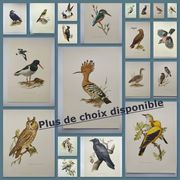 Old bird plate from the 1960s - Black Grouse - Vintage zoological illustration