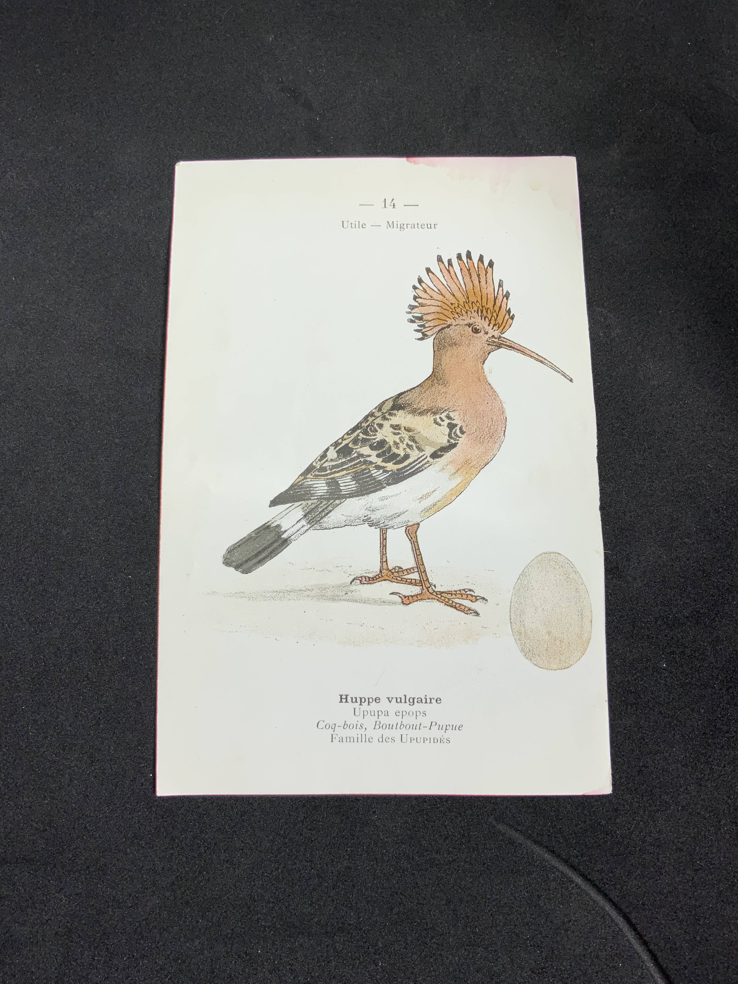 Planche naturaliste ancienne oiseaux gravure double face ouvrage 1908 G. Denise
