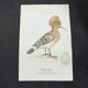 Planche naturaliste ancienne oiseaux gravure double face ouvrage 1908 G. Denise