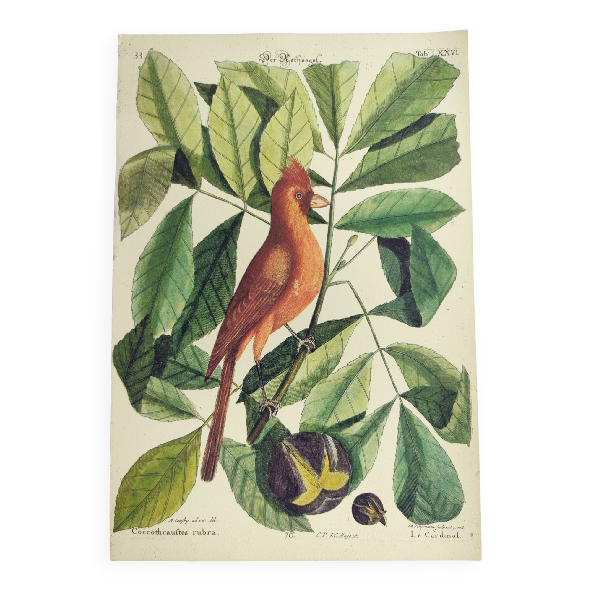Old bird engraving -The Cardinal- Animal and zoology board by Seligmann & Catesby
