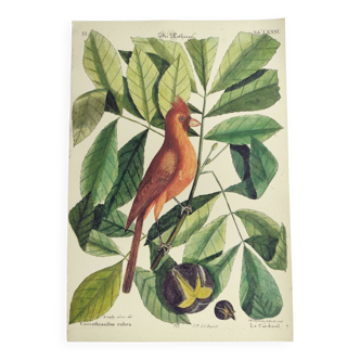 Gravure ancienne oiseau -Le Cardinal- Planche animal et zoologie de Seligmann & Catesby