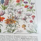 Lithograph on flowers from 1928 (amaranth)