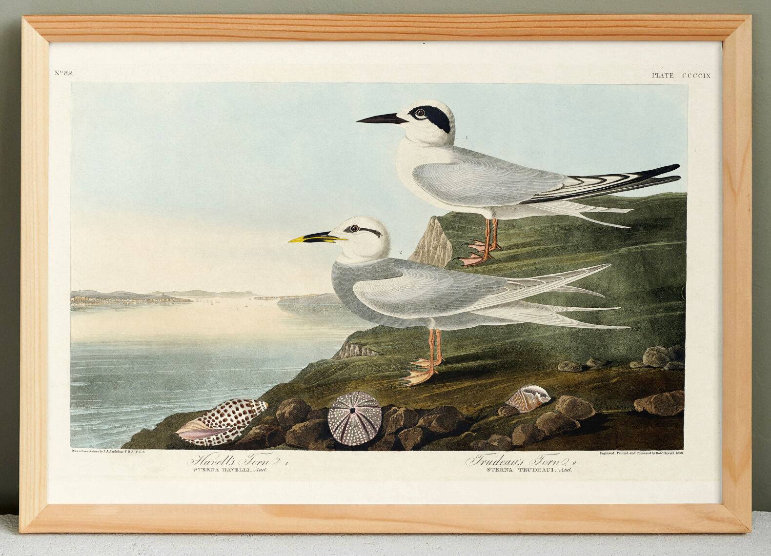 Poster about Terns, based on an old engraving from 1827.