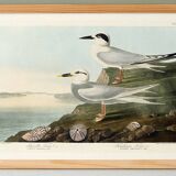 Poster about Terns, based on an old engraving from 1827.
