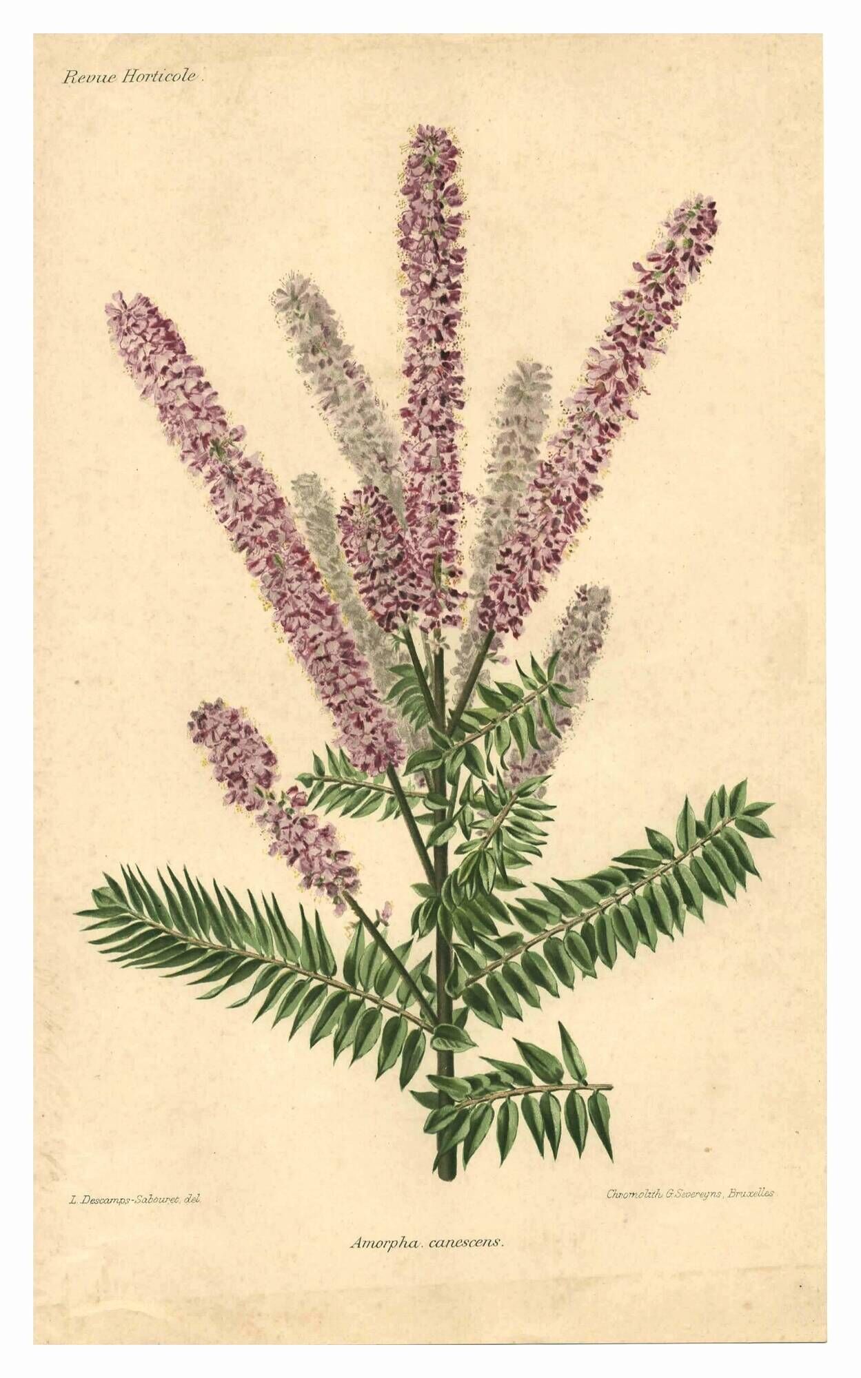 Botanical engraving from 1896 by Descamps-Sabouret • Woolly amorph • Old lithograph