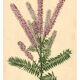 Botanical engraving from 1896 by Descamps-Sabouret • Woolly amorph • Old lithograph