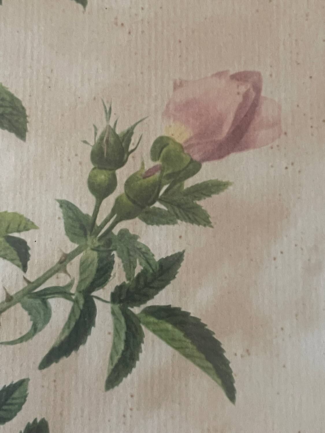 Pair of pink framed reproductions of PJ Redouté